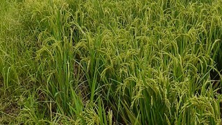 หอมพวงสวยๆ