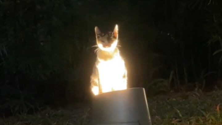 Light... Optical Cat