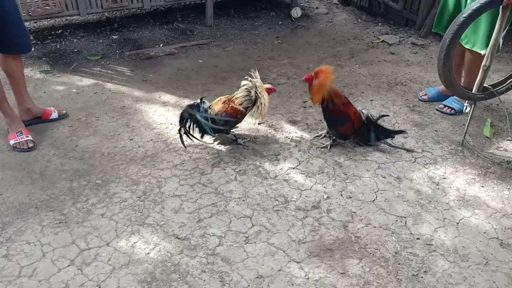 Palakasan Ng Tama Bilibili