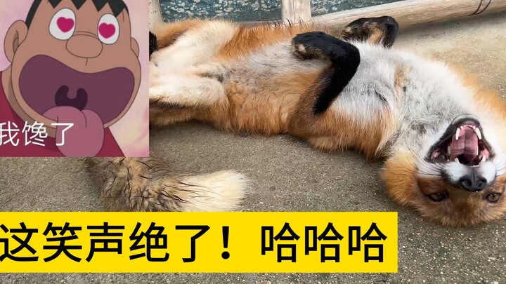 Ternyata rubah peliharaan benar-benar bisa tertawa, suaranya imut banget, enak banget didengar!