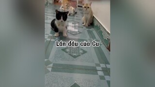 Các bác chọn aiii ? Tôi đơn giản lắm đẹp nhất là tôi chọn 😂😂😂 cute mèo cat