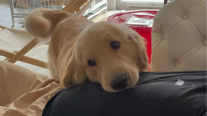 In Zhi’s mind, Dad doesn’t deserve to laze around during the day.