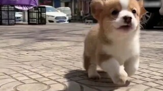 Corgis - สายพันธุ์สุนัขที่ดีที่สุดด้วยเหตุผล