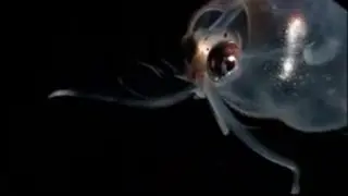 Luminescent Deep Sea Creatures