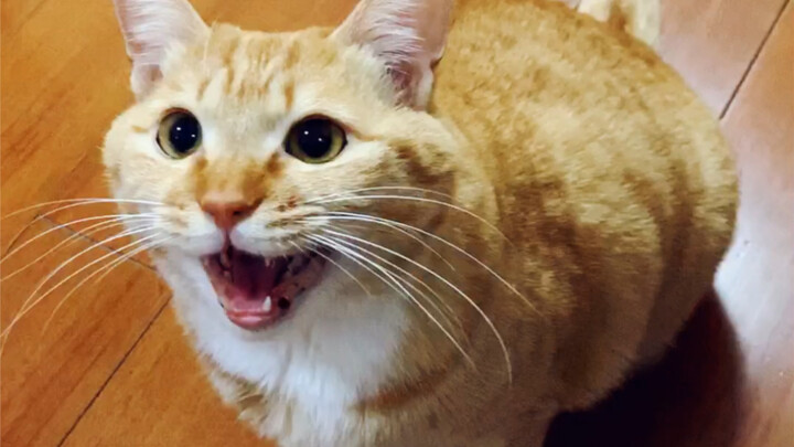 At night, it tells you to go to bed; in the morning, it wakes you up—mom-and-dad-style kitty.