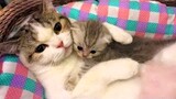 Cat Came into Woman's Life, Mother Cats Protecting Their Cute Kittens