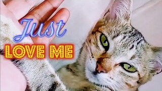 Cat Vs Stress