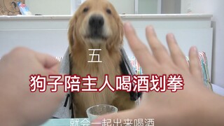 Anjing Golden Retriever yang menemani tuannya main jepit jari, sudah lama tak bertemu, sangat rindu.