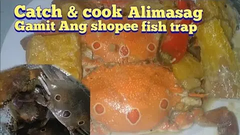 Catch and cook alimasag | gamit Ang shopee fish trap