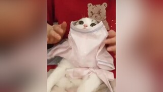 Đáng iu quá các nhà nhỉ, follow em nhé❤ cat meo catcute chomeo meocute tiktokmeo meotiktok xuhuong trend viral videomeo meodethuong