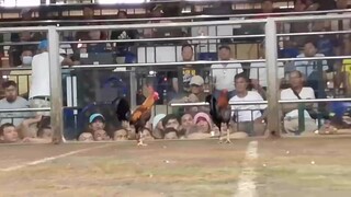1 hit delete, Allen Roundhead x Hatch vs. top caliber breeder ng San Pedro Laguna