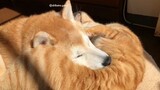 [Hewan]Shiba Inu dan Kucing Kuning 3