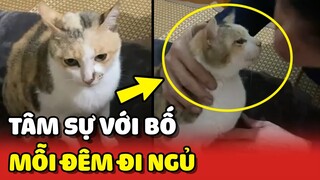 Nàng mèo béo mỗi đêm phải TÂM SỰ với Bố mới chịu đi ngủ 😍 | Yêu Lu
