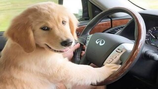 Funniest & Cutest Golden Retriever Puppies 27- Funny Puppy Videos 2020