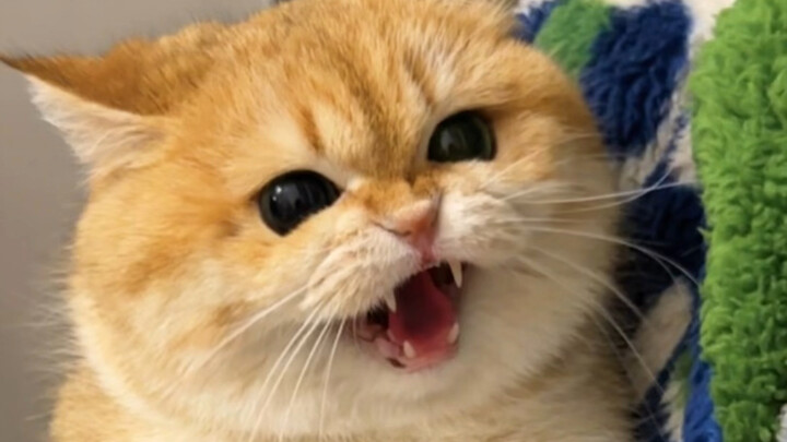 لكل قطة سيئة أمّ تُعِدّها على طريقتها!