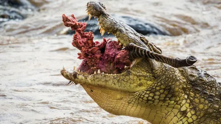 【Nile Crocodiles Mash-Up】Death Roll