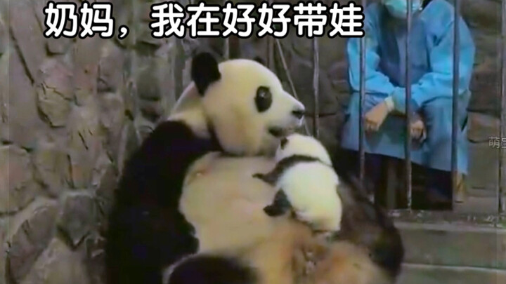 Panda raksasa Nini malas mengurus anaknya, sehingga anaknya selalu tidak kenyang; sang pengasuh pun 