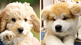 8+ Minutes of Cute & Funny Puppies that Will Make Your Day Full of Happiness 😍💕| Cutest Puppy