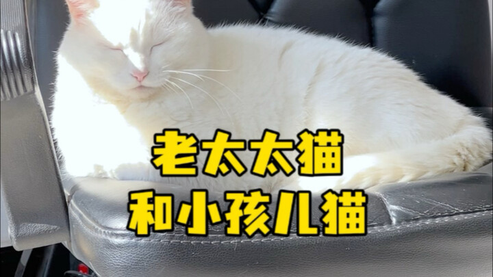 Kucing nenek dan kucing anak-anak