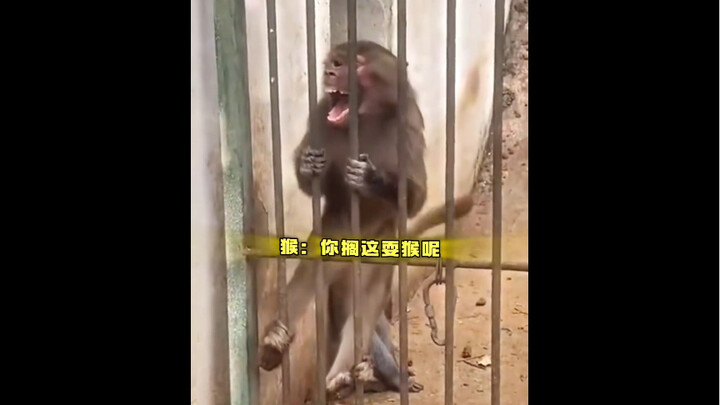 "Just Say It If You Don't Want to Feed Me"