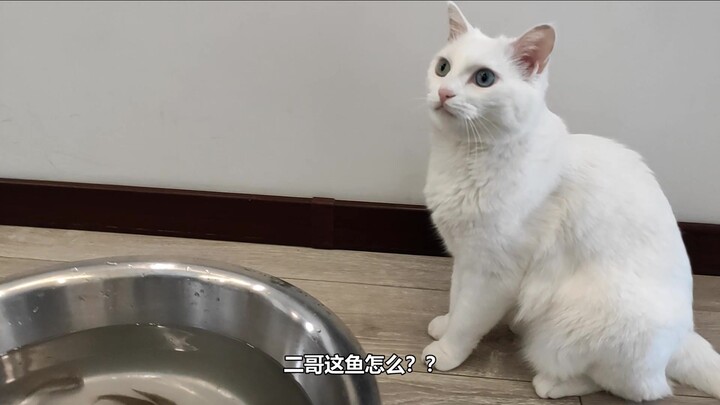 Ini akhirnya kalau minta si kucing jaga kolam ikan: tinggal satu ekor yang nggak dicuri!