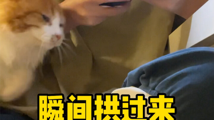 After refusing the cat’s kisses, its reaction was hilarious…
