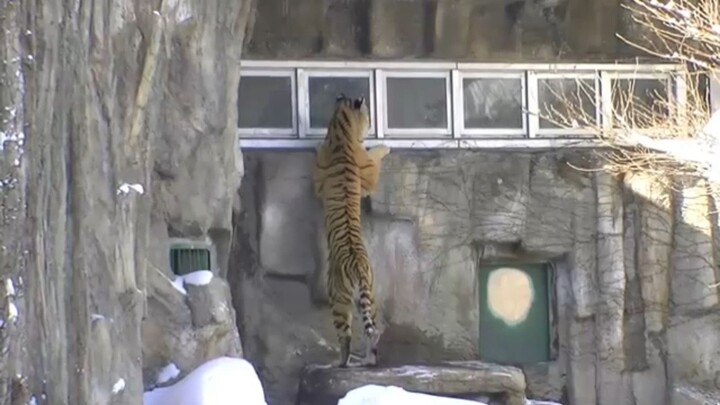 [Touching] A massive male tiger peeks through the window to check on a pregnant female! He even trie