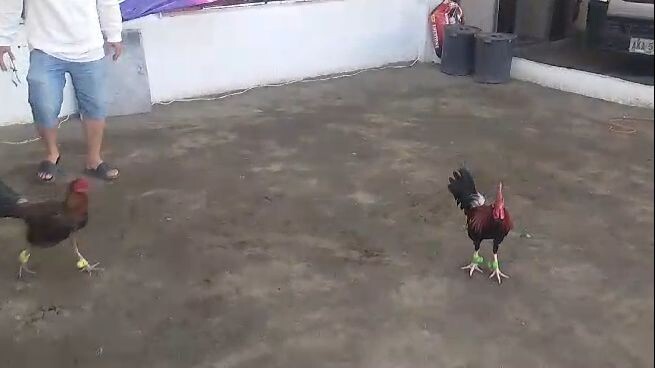 Howard Belk Gull vs Binabae