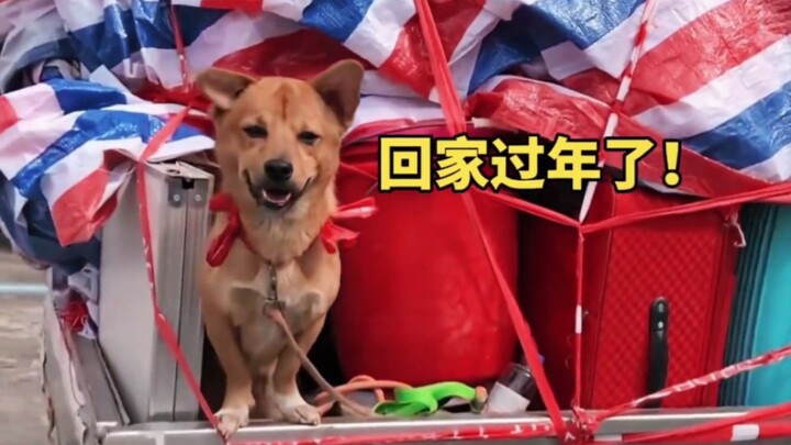 “Chó con đã về nhà với chủ đón Tết rồi, dù xe có nhỏ đến đâu cũng luôn có chỗ cho chó!”