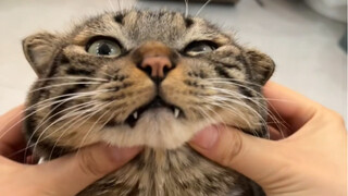 Orang yang menemukan anak kucing adalah seorang jenius.