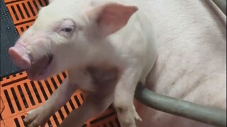 母猪它是没有后视镜的！