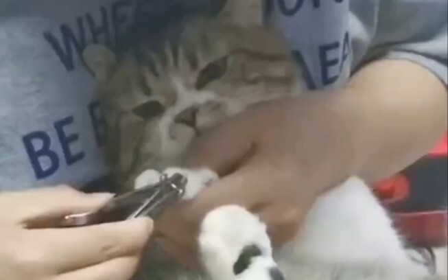 Cat: Mom hit me, you don’t love me anymore.