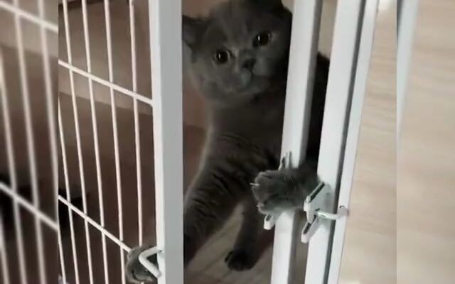 Điểm lại những khoảnh khắc nổi tiếng khi mèo hóa thành tinh