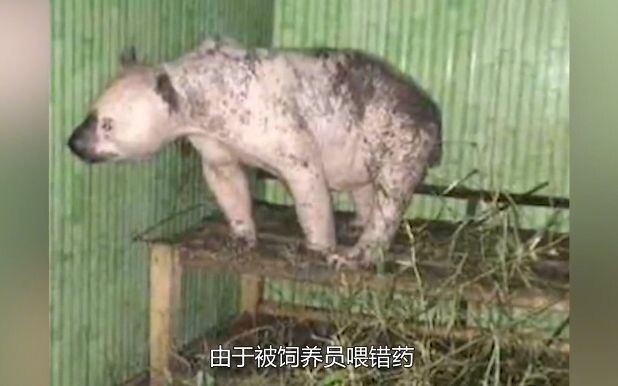 Để cứu ngôi sao gấu trúc, nó trở thành ngân hàng máu di động; cuối cùng vì thiếu máu cơ tim mà rời x