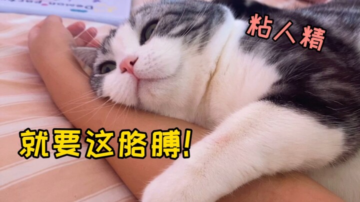 Seberapa manja sih kucing ini? Kayaknya kucing ini pake lem 502 deh...