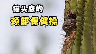 猫头鹰为什么喜欢摆动头部？