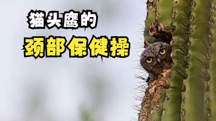 ทำไมนกฮูกถึงชอบขยับศีรษะ?