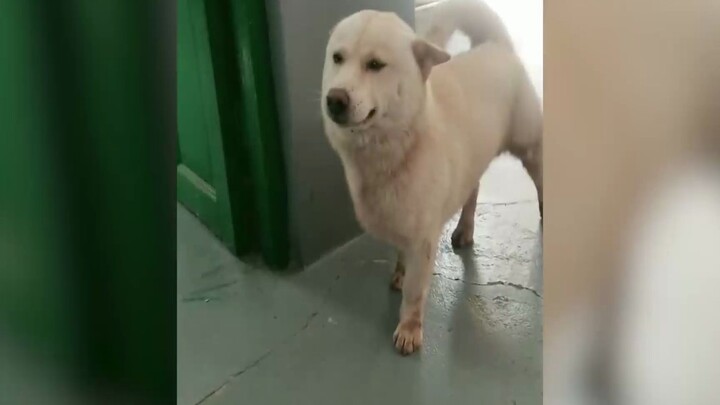 Anjing yang baru selesai mandi dibalut oleh tuannya dengan selimut layaknya bayi, sangat nyaman berj
