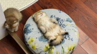 当你尝试叫醒一只奶猫