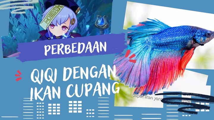 Qiqi Juga Punya Hewan Seperti Ikan Cupang | Genshin Impact