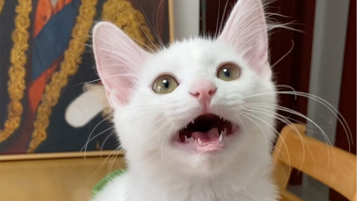 捡来的小流浪猫叫着叫着…就变异了？