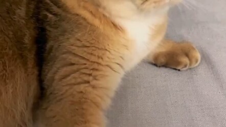 Why Do Cats Have to Keep Their Paws on Top?