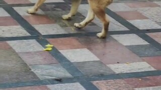 蛇爬进家院子，被小狗直接咬断。。。