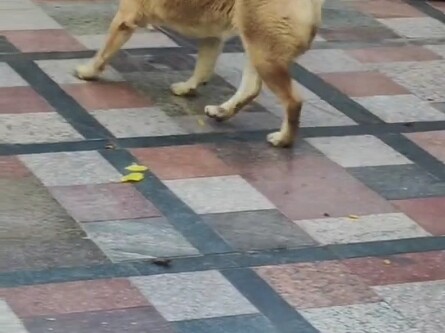 蛇爬进家院子，被小狗直接咬断。。。