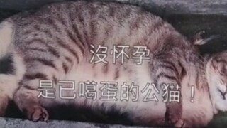 Who fed this cat?