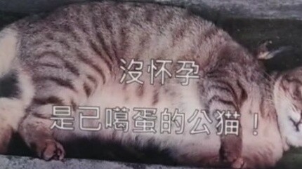 Siapa yang memberi makan kucing ini?