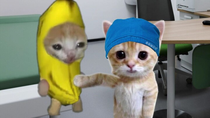 The banana cat has an upset stomach and goes to see the doctor.