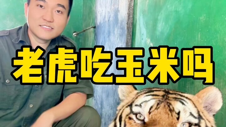 Tigers are still different from cats, aren’t they?