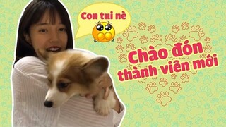 LNĐ ĐÃ ĐÓN BÉ GẤU ( CORGI ) NHƯ THẾ NÀO ???