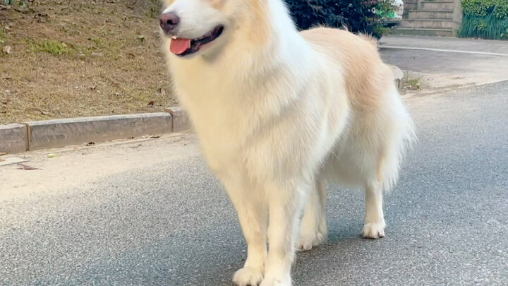 Today I’m Strutting Like a Cat, Posing with My Cat!